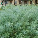 Salix rosmarinifolia